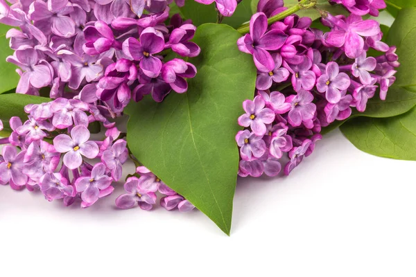 Floração Ramo Roxo Lilás Isolado Sobre Fundo Branco — Fotografia de Stock