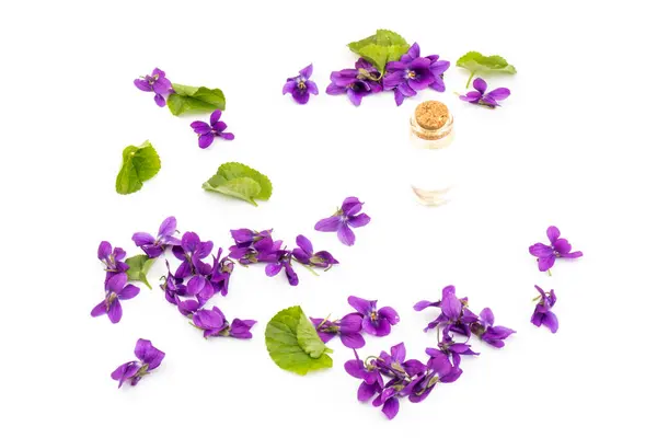 Hout Violet Viola Odorata Bloemen Met Een Kegel Voor Essentiële — Stockfoto