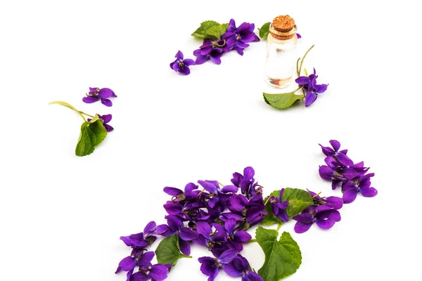 Hout Violet Viola Odorata Bloemen Met Een Kegel Voor Essentiële — Stockfoto