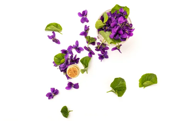 Waldviolett Viola Odorata Blüht Mit Einem Zapfen Für Ätherisches Isoliert — Stockfoto