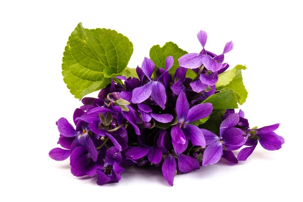 Hout Violet Viola Odorata Bloemen Geïsoleerd Witte Achtergrond Close Plaats — Stockfoto