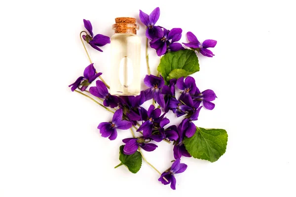 Fioletowe Kwiaty Drewna Viola Odorata Stożkiem Olejek Eteryczny Izolowane Białym — Zdjęcie stockowe