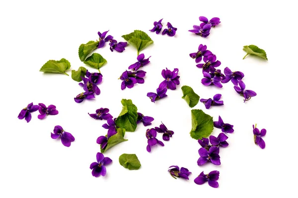 Madeira Violeta Viola Odorata Flores Isoladas Fundo Branco Close Lugar — Fotografia de Stock