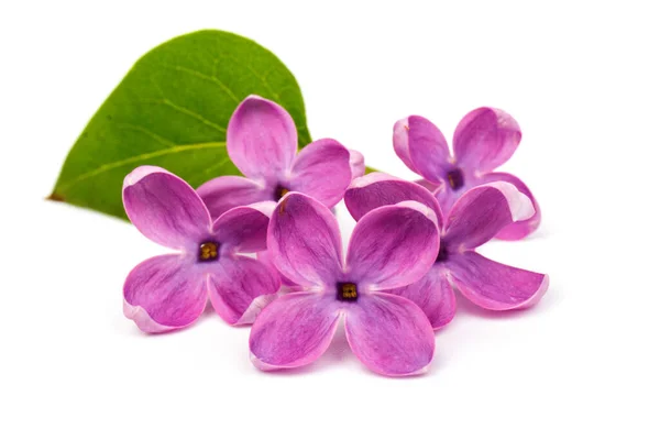 Purple Lila Bloem Closeup Geïsoleerd Witte Achtergrond — Stockfoto
