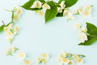 Yasemin çiçekleri, mavi arka planda izole edilmiş. Metin için yer. 