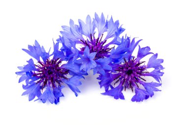Beyaz arka planda izole edilmiş güzel mavi çiçek. Metin için boşluk