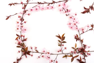 Güzel Pembe Kiraz ya da Kiraz Çiçeği beyaz arka planda izole edilmiş