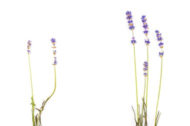 Beyaz arka planda taze lavanta çiçekleri var. Metin için boşluk