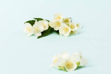 Güzel beyaz yasemin çiçekleri mavi arka planda izole edilmiş, yakın plan.