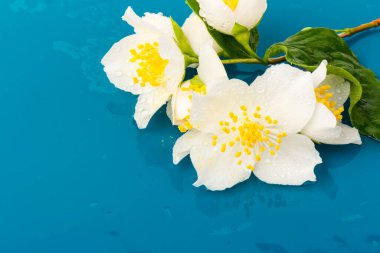 Güzel beyaz yasemin çiçekleri mavi arka planda izole edilmiş, yakın plan.