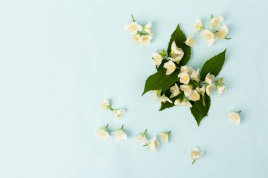 Güzel beyaz yasemin çiçekleri mavi arka planda izole edilmiş, yakın plan.