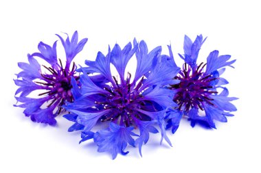 Beyaz arka planda izole edilmiş güzel mavi çiçek. Metin için boşluk
