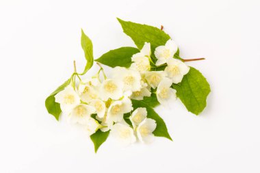 Beyaz arka planda izole edilmiş güzel yasemin çiçekleri, yakın plan.