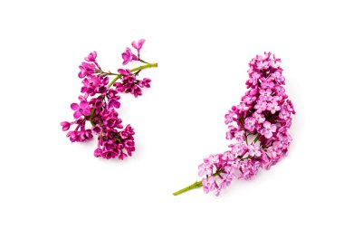 Çiçekli mor leylak dalı beyaz arkaplanda izole.