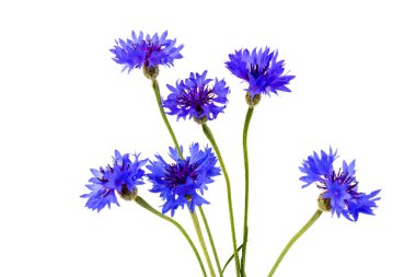 Beyaz arka planda izole edilmiş güzel mavi çiçek. Metin için boşluk