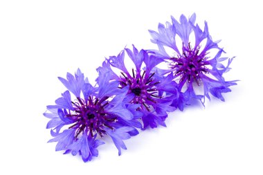 Beyaz arka planda izole edilmiş güzel mavi çiçek. Metin için boşluk