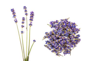 Beyaz arka planda taze lavanta çiçekleri var. Metin için boşluk