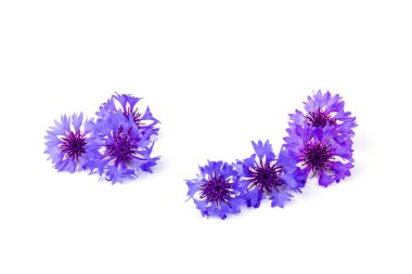 Beyaz arka planda izole edilmiş güzel mavi çiçek. Metin için boşluk