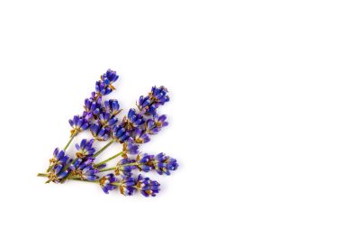 Beyaz arka planda taze lavanta çiçekleri var. Metin için boşluk