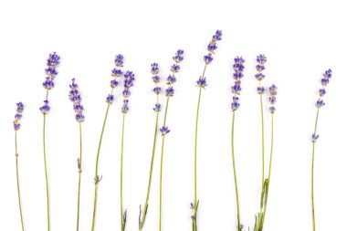 Beyaz arka planda taze lavanta çiçekleri var. Metin için boşluk