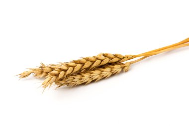 Beyaz arka planda yakın plan altın buğday kulakları. Zengin hasat konsepti. Etiket sanat tasarımı