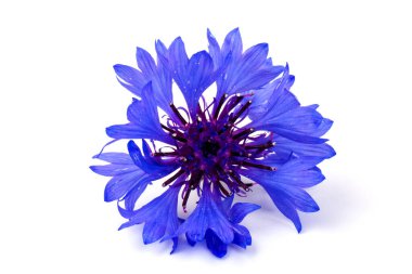 Beyaz arka planda izole edilmiş güzel mavi çiçek. Metin için boşluk