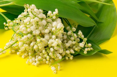 Convallaria majalis (vadideki zambak), zambak çiçeği düğünlerde kullanıldı ve çok pahalı olabilir. Uluslararası İşçi Bayramı 'nda vadi zambağı satmak Fransa' da bir gelenek haline geldi.