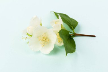 Güzel beyaz yasemin çiçekleri mavi arka planda izole edilmiş, yakın plan.