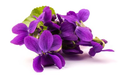 Herbaceous perennial bitki - Viola odorata (ahşap menekşe, tatlı menekşe, İngiliz menekşesi, bahçe viole). Menekşelerin bahar mor çiçekleri kapanıyor