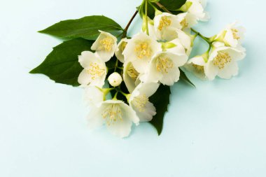 Güzel beyaz yasemin çiçekleri mavi arka planda izole edilmiş, yakın plan.