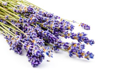 Beyaz arka planda taze lavanta çiçekleri var. Metin için boşluk