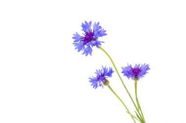Beyaz arka planda izole edilmiş güzel mavi çiçek. Metin için boşluk
