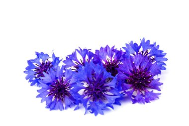 Beyaz arka planda izole edilmiş güzel mavi çiçek. Metin için boşluk