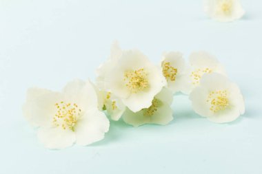 Güzel beyaz yasemin çiçekleri mavi arka planda izole edilmiş, yakın plan.