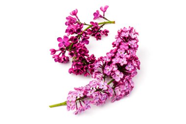 Çiçekli mor leylak dalı beyaz arkaplanda izole.