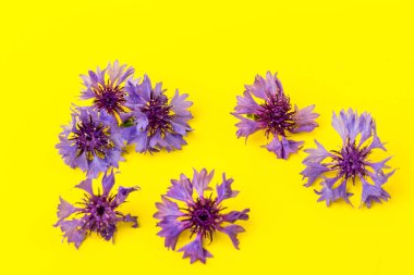 Mavi ve menekşe çiçekleri, sarı arka planda yaz çiçekleri, çiçek arkaplanı, güzel küçük çiçek çiçekleri