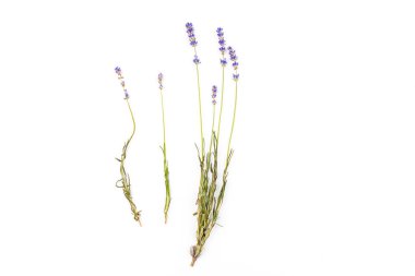 Beyaz arka planda taze lavanta çiçekleri var. Metin için boşluk