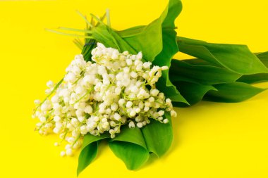 Convallaria majalis (vadideki zambak), zambak çiçeği düğünlerde kullanıldı ve çok pahalı olabilir. Uluslararası İşçi Bayramı 'nda vadi zambağı satmak Fransa' da bir gelenek haline geldi.