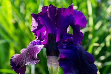 Irisses xiphium (Bulbous iris, sibirica) yakın planda. Sevgililer günü için bayram kartı, kadınlar günü, anneler günü, paskalya.!