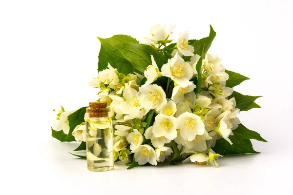 Jasmine flowers with a cone for essential oil, isolated on white background in close- up. Place for text.