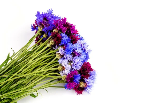 Niebieski Fioletowy Bukiet Kwiatów Kukurydzy Letnie Kwiaty Białym Tle Tło — Zdjęcie stockowe
