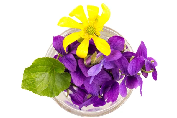 Kruidachtige Vaste Plant Viola Odorata Hout Violet Zoet Violet Engels — Stockfoto