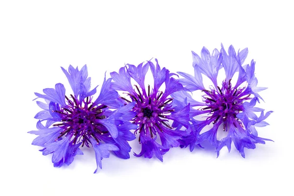 Beyaz arka planda izole edilmiş güzel mavi çiçek. Metin için boşluk