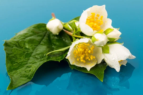 Schöne Weiße Jasminblüten Isoliert Auf Blauem Hintergrund Nahaufnahme — Stockfoto