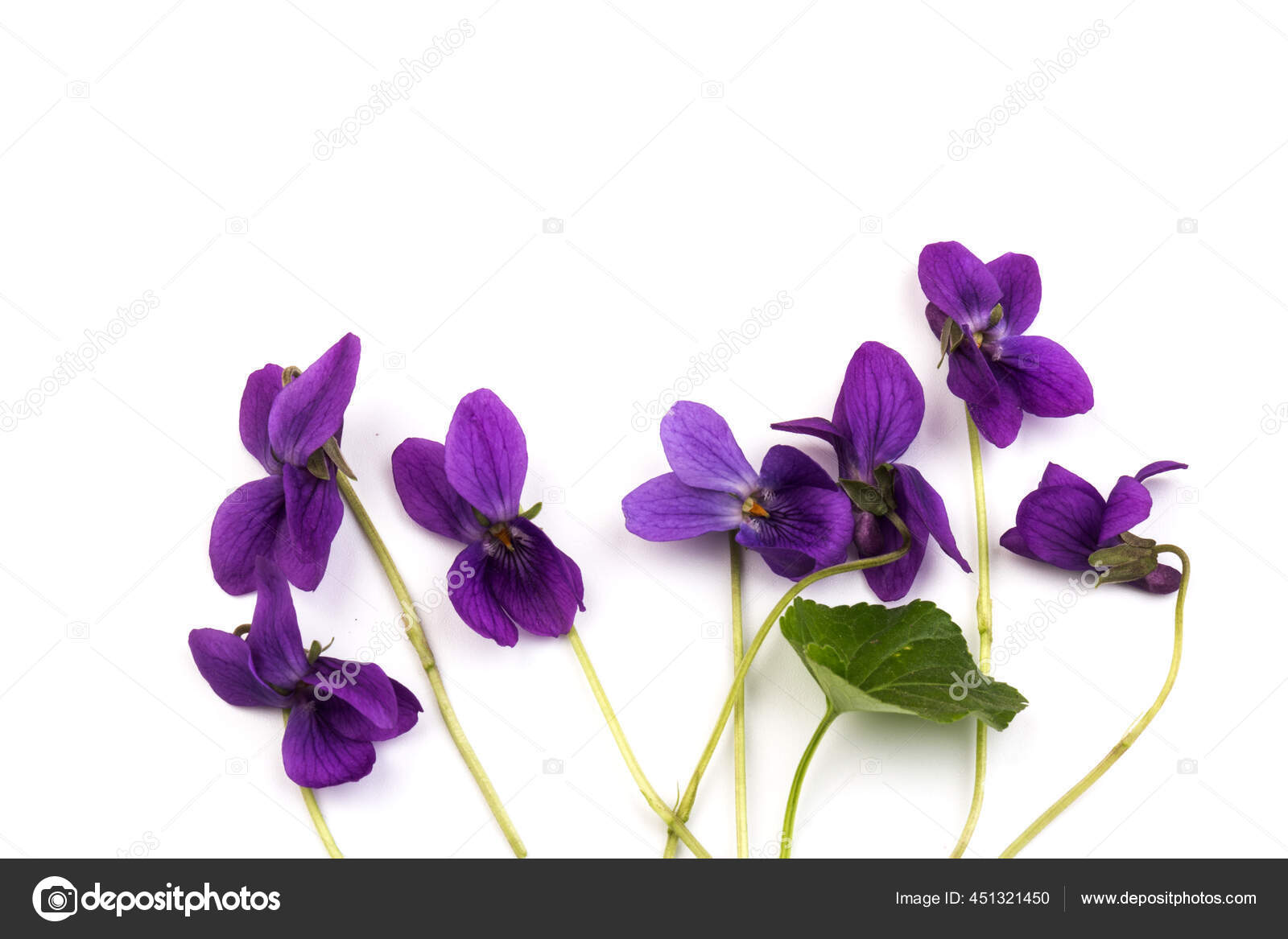 Herbaceous Perennial Plant Viola Odorata Wood Violet Sweet Violet