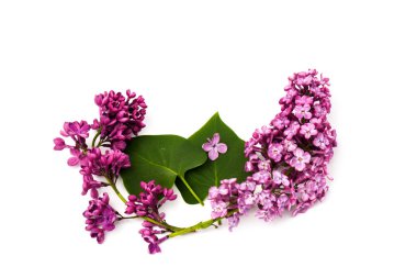 Mor leylak çiçeği, beyaz arkaplanda izole edilmiş.