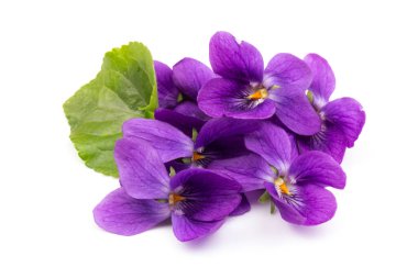 Herbaceous perennial bitki - Viola odorata (ahşap menekşe, tatlı menekşe, İngiliz menekşesi, bahçe viole). Menekşelerin bahar mor çiçekleri kapanıyor