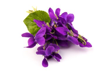 Herbaceous perennial bitki - Viola odorata (ahşap menekşe, tatlı menekşe, İngiliz menekşesi, bahçe viole). Menekşelerin bahar mor çiçekleri kapanıyor
