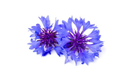 Beyaz arka planda izole edilmiş güzel mavi çiçek. Metin için boşluk