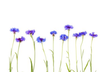 Beyaz arka planda izole edilmiş güzel mavi çiçek. Metin için boşluk